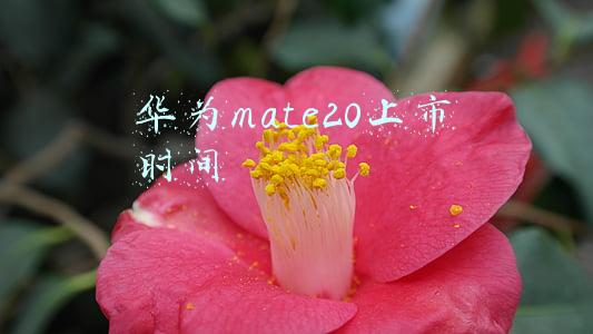 华为mate20上市时间国内价格(从5499到1699，昔日华为天花板彻底沦为“退场价”？)