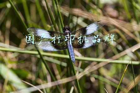 国产打印机哪个好(国货正当潮 国产打印机品牌何以致胜？)