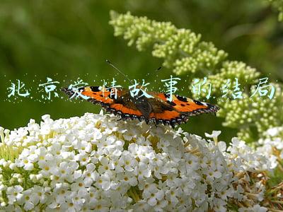 北京爱情故事的结局