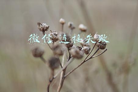 微信 连接失败