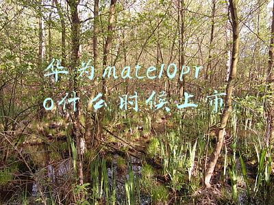 华为mate10pro什么时候上市的(华为Mate40 Pro/Pro+首批告罄 10月30日首销)