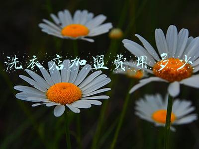洗衣店加盟哪个好 洗衣加盟连锁店排行