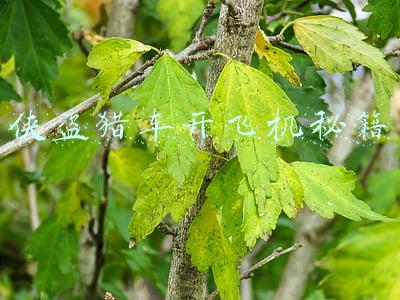 侠盗猎车开飞机秘籍