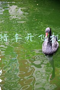 侠盗猎车水上飞机秘籍(《侠盗猎车手：罪恶都市》“解密”当年你有可能不知道的玩法！)
