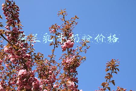 荷兰乳牛奶粉价格