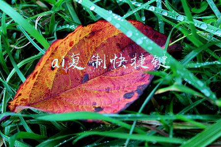 ai复制快捷键