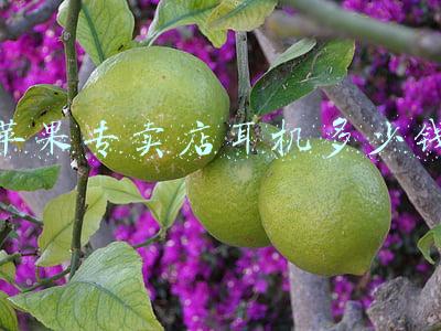 苹果旗舰店耳机多少钱(苹果专卖店耳机多少钱)