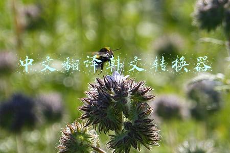 中文翻译韩文转换器