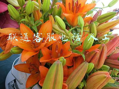 联通客服电话人工服务(联系难、答非所问……深晚测评多平台人工客服)