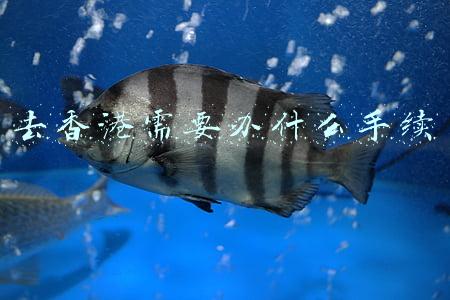 现在去香港需要办什么手续(“港康码”即将上线！香港与内地有望在12月底前实现通关)