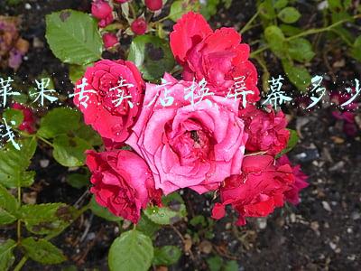去苹果专卖店换屏要多少钱；苹果专卖店换屏幕多少钱