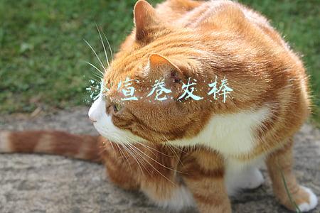 沙宣卷发棒
