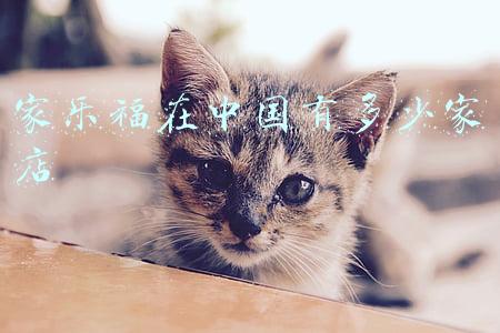 家乐福在中国有多少家店 家乐福在中国有多少家店