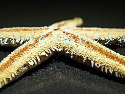 寄宠物大概多少钱_寄宠物一般多少钱
