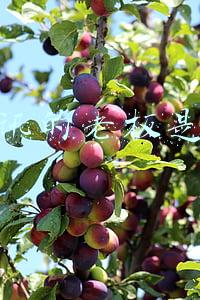 腾讯的老板是谁(腾讯去年近70人因贪腐被辞退，马化腾内部称“零容忍”)