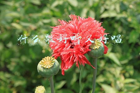 有什么歌好听又好唱(十年《中国好声音》，十首可以反复聆听的好歌曲)