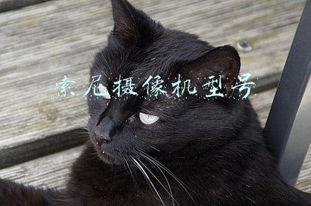 索尼摄像机型号区别(小姐姐不忍心丢掉的相机指南，索尼相机选购指南)