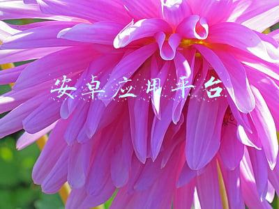 安卓应用平台
