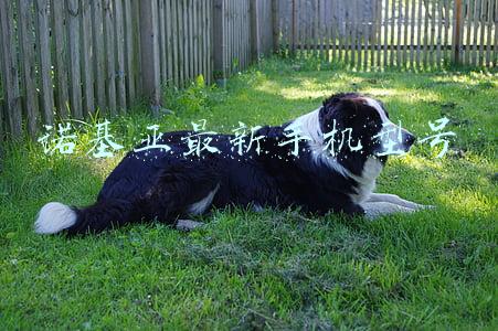 诺基亚最新手机型号