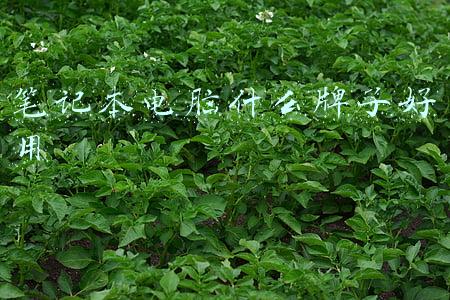 笔记本电脑什么牌子好用