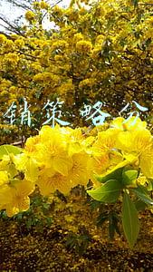 营销策略分析毕业论文(211大学，“问题论文”上热搜，这种“狗屁不通”论文咋产生的？)