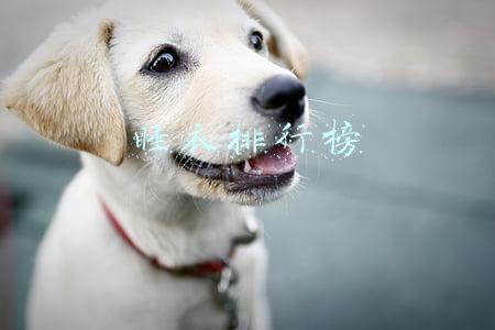 睡衣排行榜
