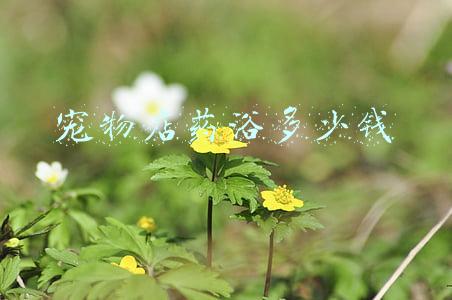 宠物猫药浴多少钱一次_宠物猫药浴多少钱
