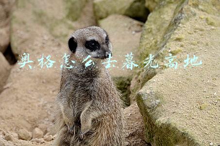 奥格瑞玛去暮光高地传送门(魔兽世界9.0奥格瑞玛传送门在哪里)