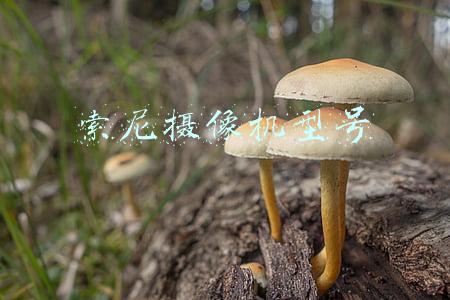 索尼摄像机型号大全(2021年度盘点系列——查漏补缺的索尼)