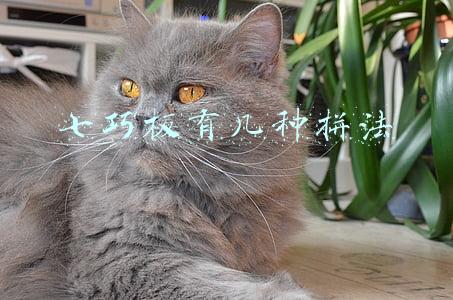 七巧板有几种拼法