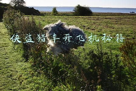 侠盗猎车开飞机秘籍