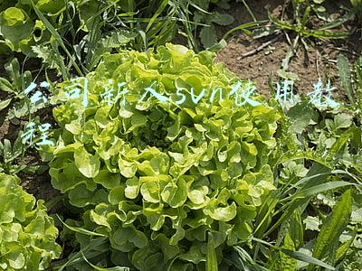公司新人svn使用教程checkout(SVN详细使用教程)