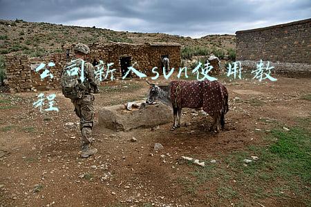 svn怎么使用教程(SVN详细安装教程)