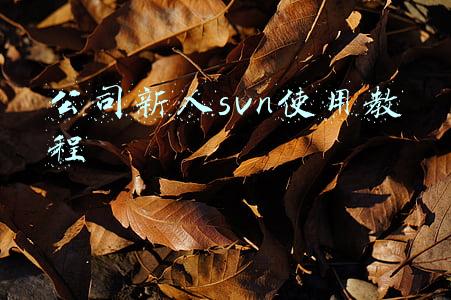 svn使用教程简易入门(手把手教你搭建集中式版本控制系统SVN服务器)