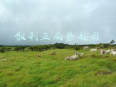 叙利亚内乱的起因(美英法“联合行动” 叙利亚7年战乱来龙去脉)