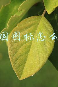 QQ图标怎么弄(PS的图层蒙版及QQ图标绘制)