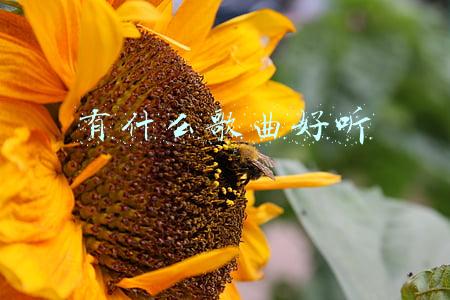有什么歌曲好听