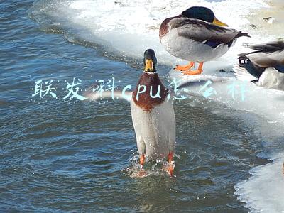 联发科cpu怎么样