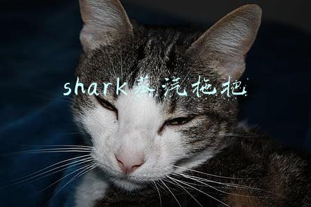 shark蒸汽拖把