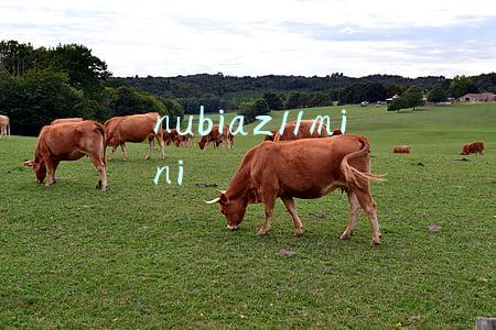 nubiaz11mini