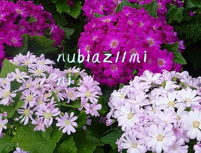 nubiaz11mini