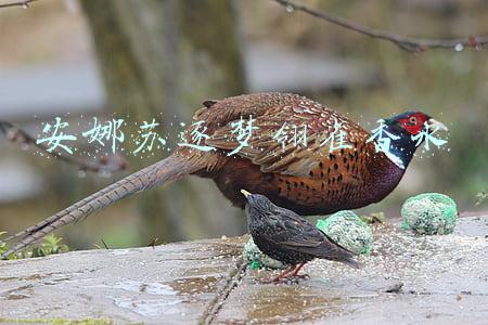 安娜苏逐梦翎雀香水