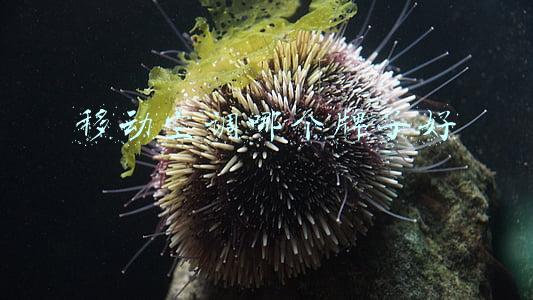 移动空调哪个牌子好