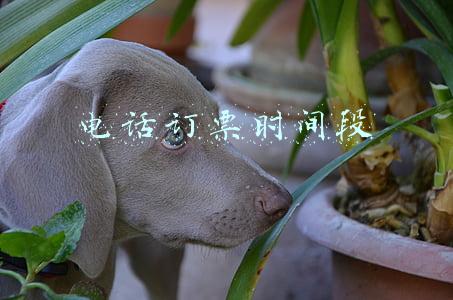 电话订票的时间(重要！“十一”​火车票购票日历来了！附捡漏攻略)