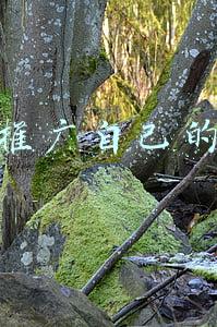 如何推广自己的品牌