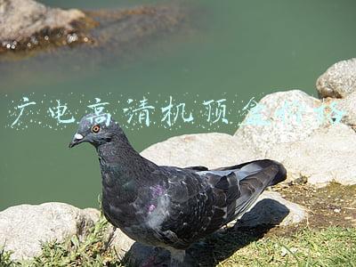 广电网络高清机顶盒多少钱(广电小知识 | 机顶盒安装、排障、保养轻松搞定！)