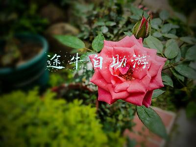 途牛商旅平台(在线旅游上市公司“三剑客”三季报PK：携程 同程旅行 途牛谁更牛)