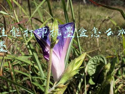 佳能打印机墨盒怎么加墨粉(高效低成本 佳能高容量加墨式新品G3860有何魅力)
