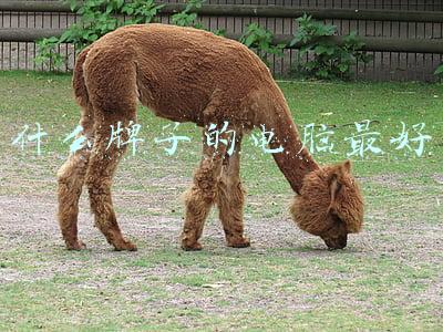 什么牌子的电脑最好用 不容易坏(必买：2021年5大最佳游戏本推荐 强悍至极)