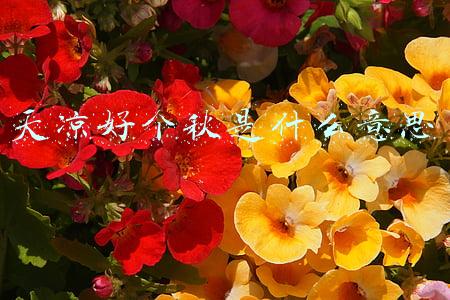 天凉好个秋是什么意思